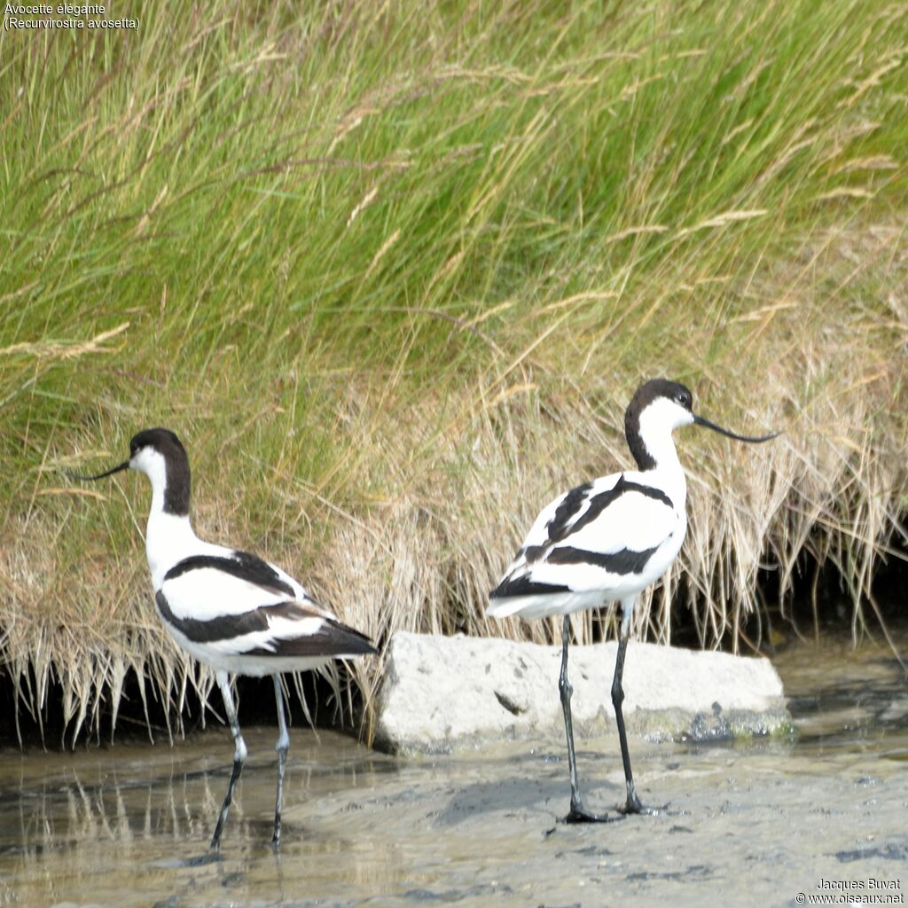 Pied Avocetadult breeding, aspect, pigmentation