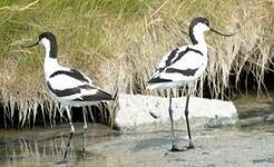 Avocette élégante