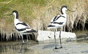 Pied Avocet