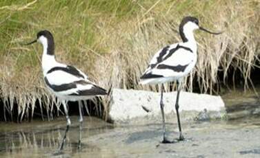 Avocette élégante