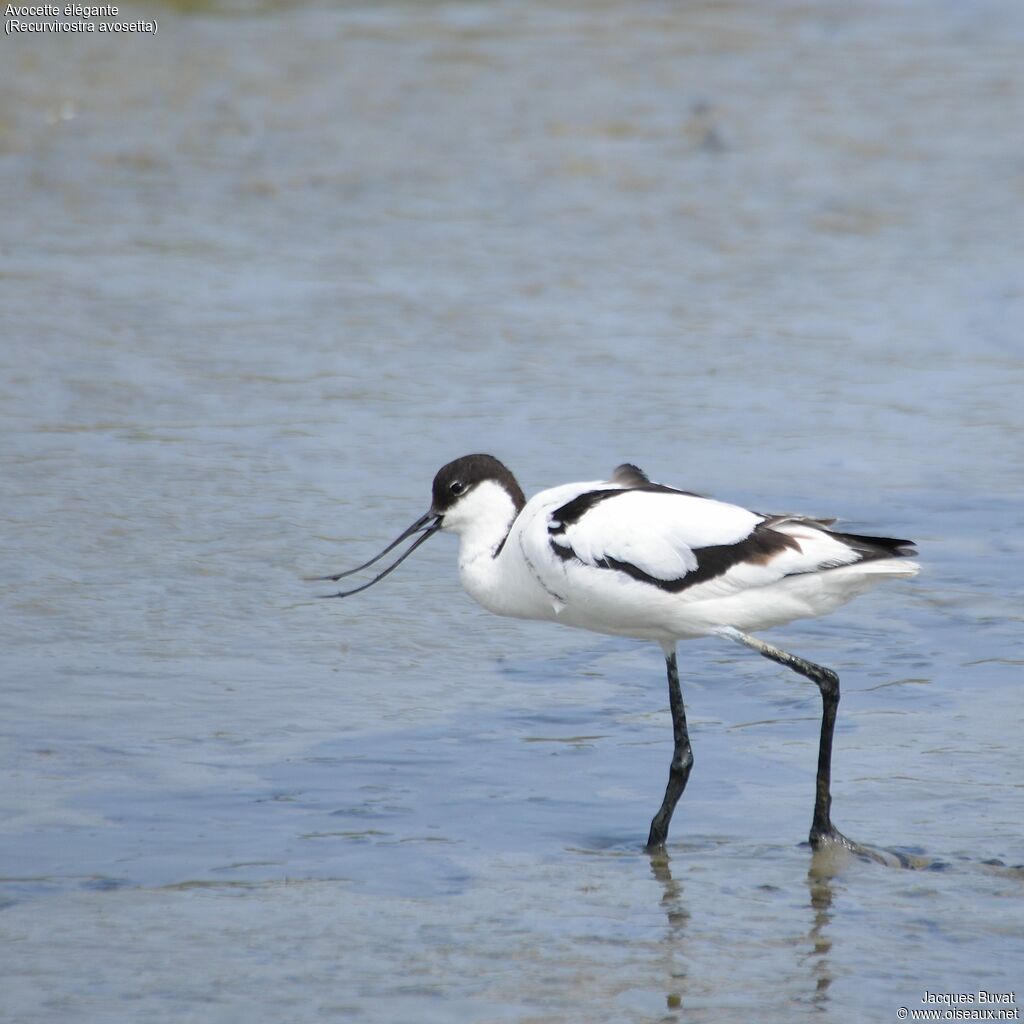 Avocette éléganteadulte, identification, composition, pigmentation, marche, pêche/chasse