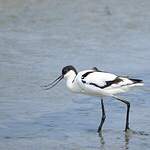 Avocette élégante