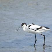 Avocette élégante