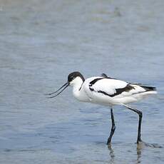 Avocette élégante