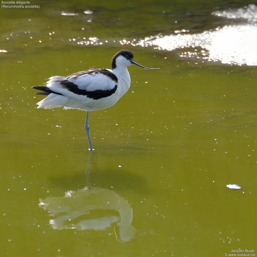 Avocette élégante femelle adulte nuptial, identification, composition, pigmentation