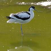 Avocette élégante