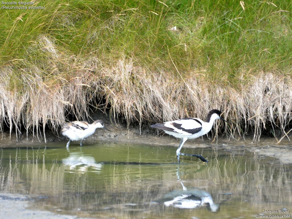 Avocette élégante, identification, marche, Nidification