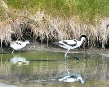 Pied Avocet