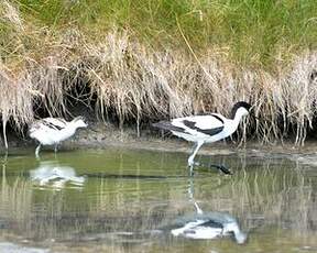 Avocette élégante