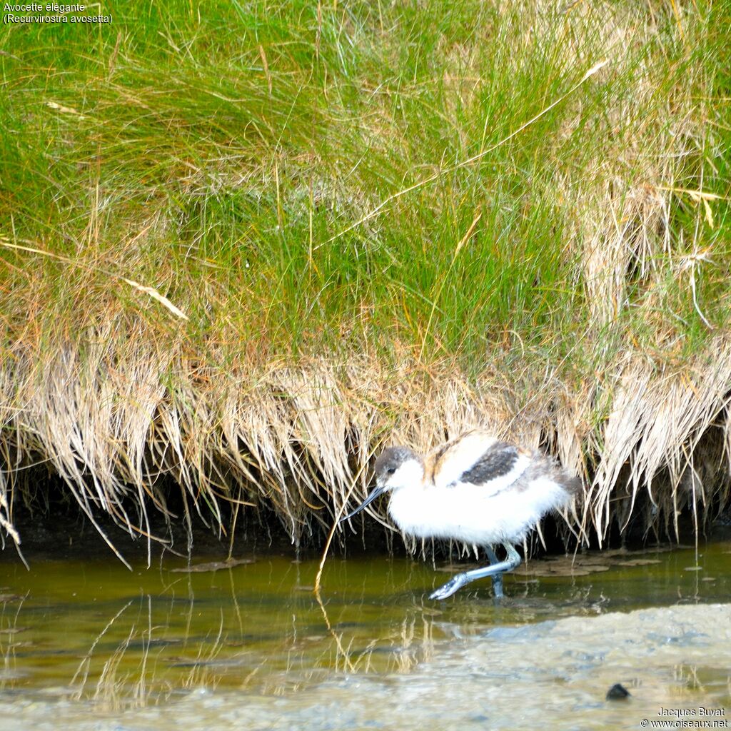 Avocette élégantePoussin, identification, composition, pigmentation, marche