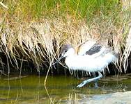 Avocette élégante