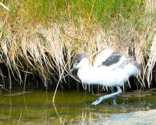 Pied Avocet