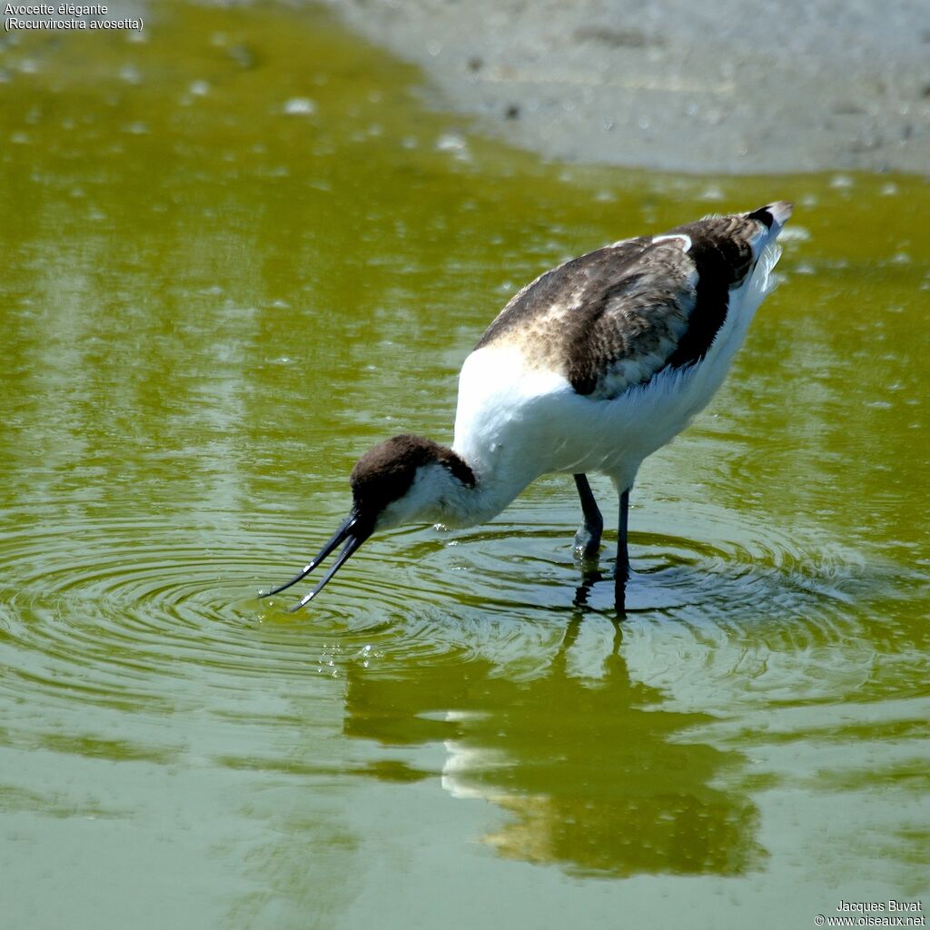 Pied Avocetjuvenile, identification, aspect, pigmentation, walking, eats