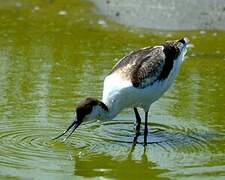 Pied Avocet