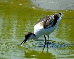 Avocette élégante