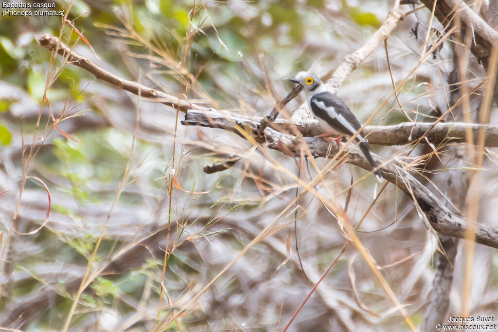 White-crested Helmetshrikeadult