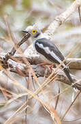 White-crested Helmetshrike