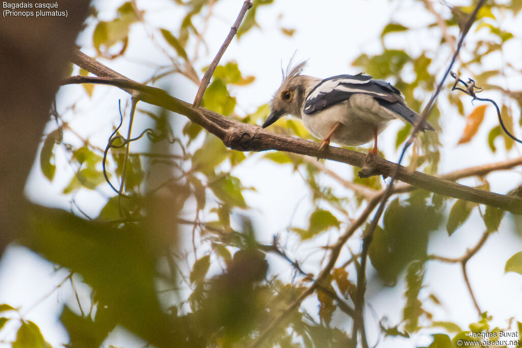 White-crested Helmetshrikeadult