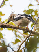 White-crested Helmetshrike