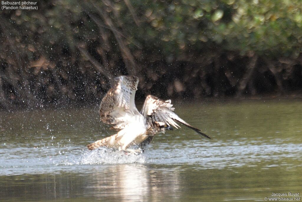 Balbuzard pêcheuradulte, pêche/chasse