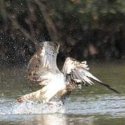 Western Osprey