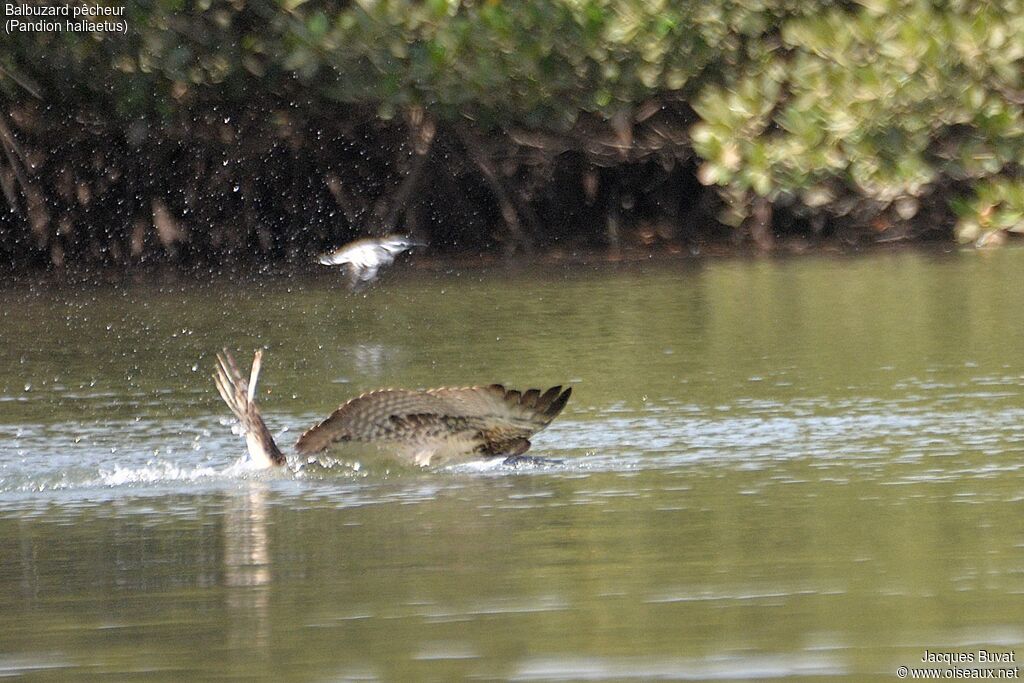 Balbuzard pêcheuradulte, pêche/chasse