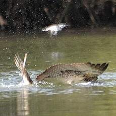 Balbuzard pêcheur