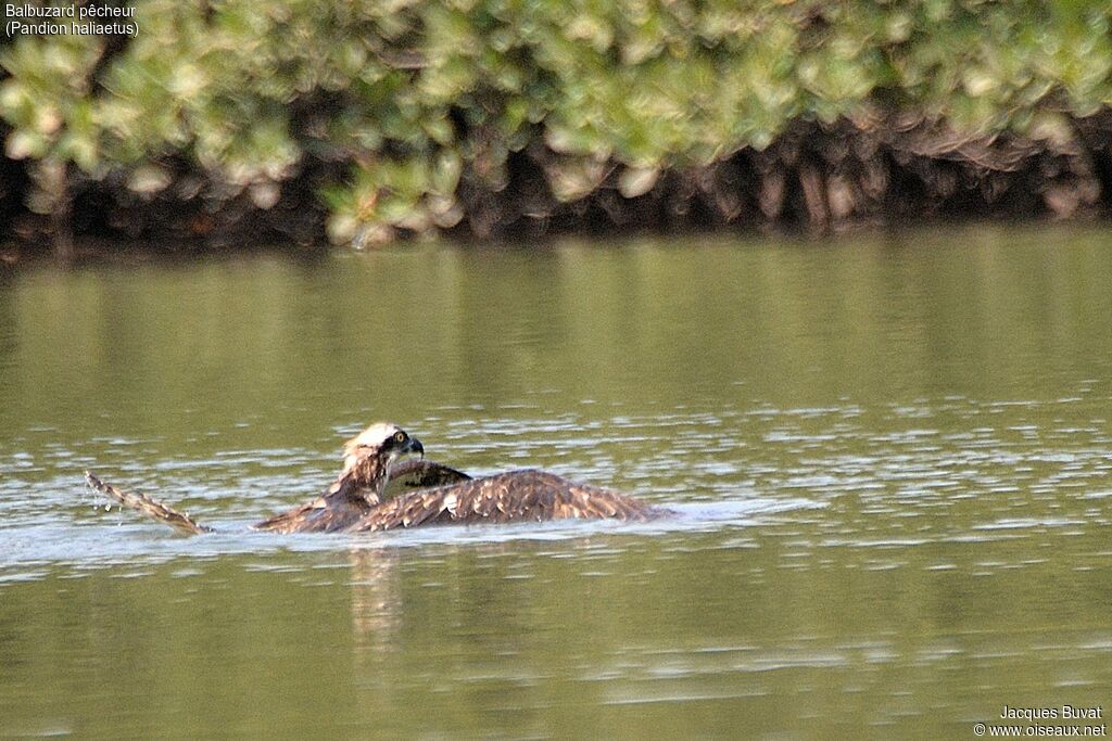 Balbuzard pêcheuradulte, pêche/chasse