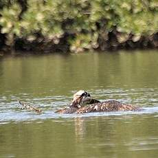 Balbuzard pêcheur