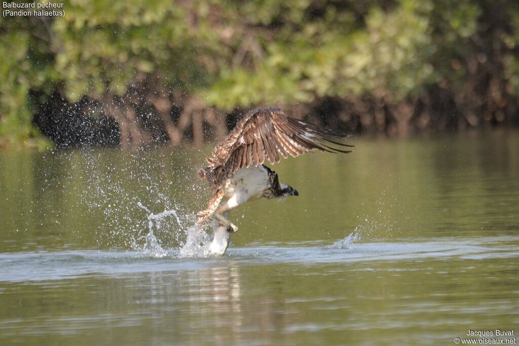 Western Ospreyadult, fishing/hunting