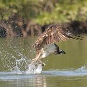 Western Osprey