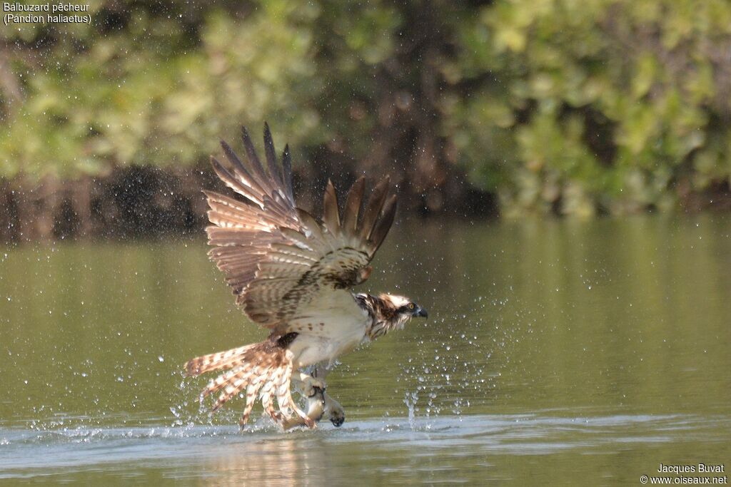 Western Ospreyadult, fishing/hunting