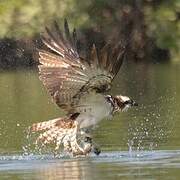 Western Osprey