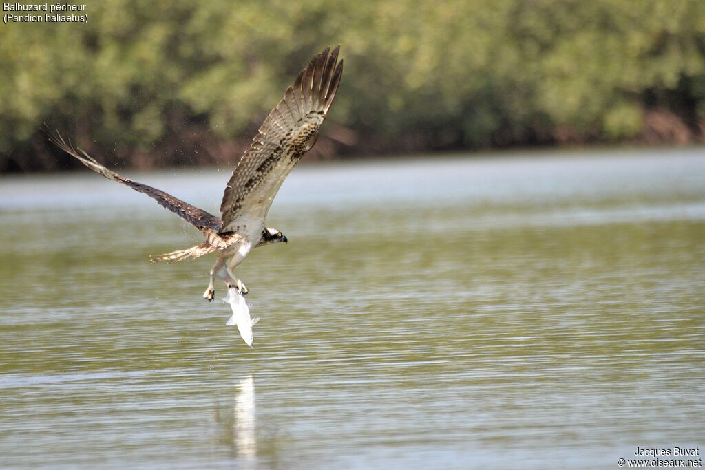 Western Osprey