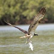 Western Osprey