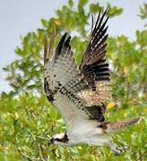 Western Osprey