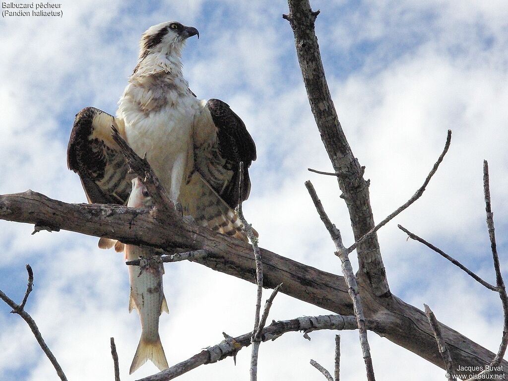 Western Ospreyadult