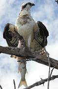 Western Osprey