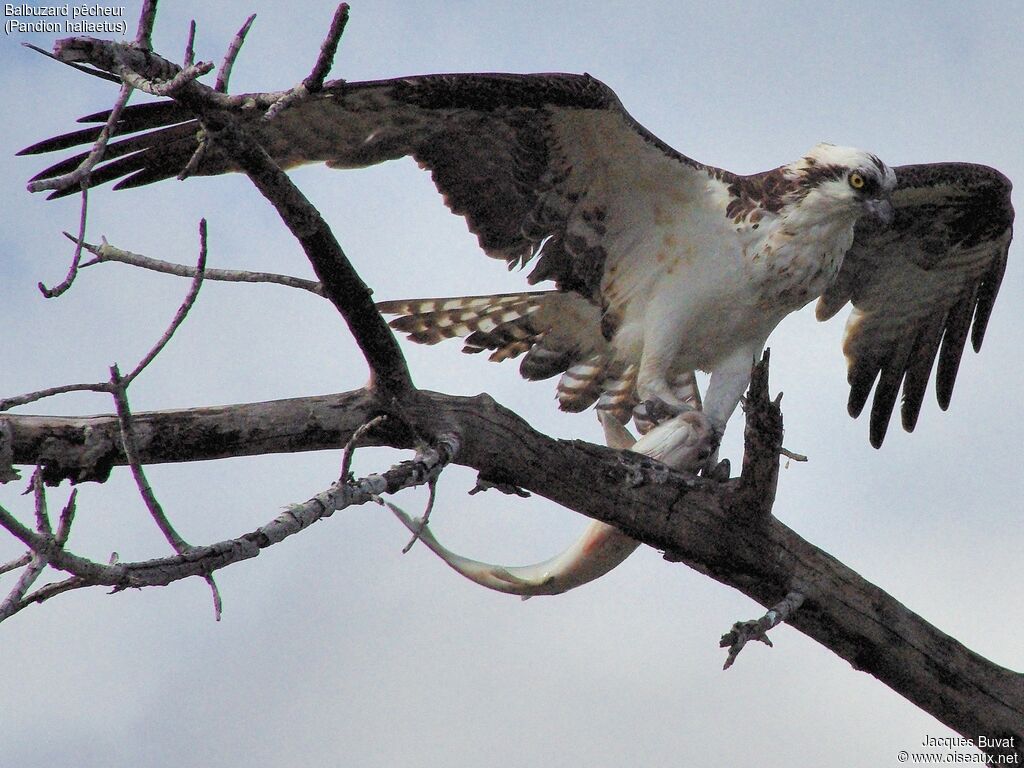 Western Ospreyadult