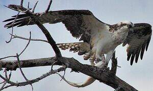 Western Osprey