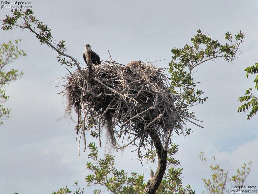 Western OspreyFirst year