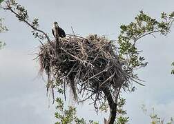 Western Osprey