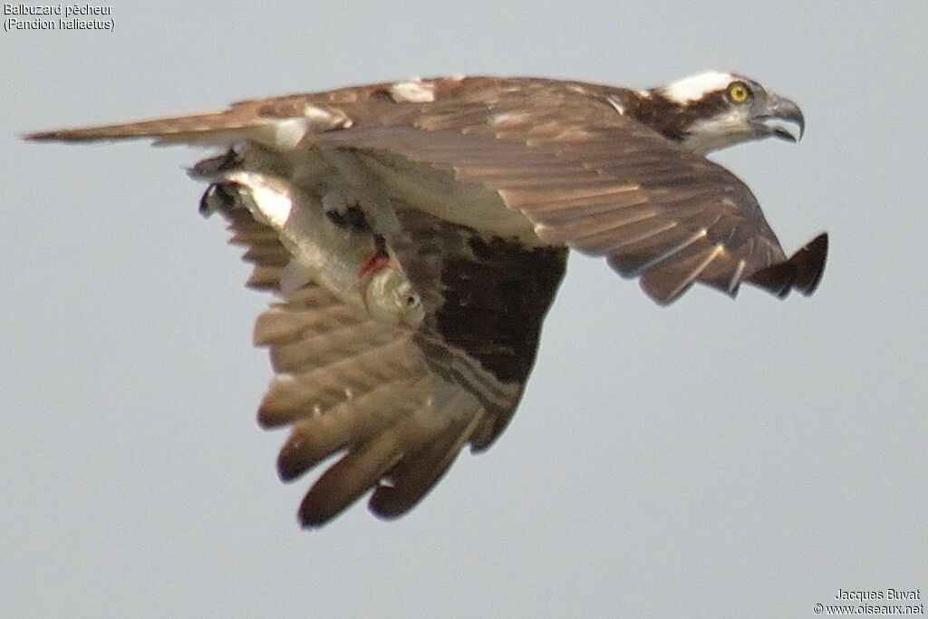 Balbuzard pêcheuradulte, identification, Vol, régime, Comportement