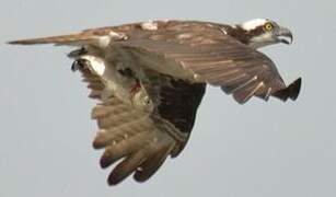 Western Osprey