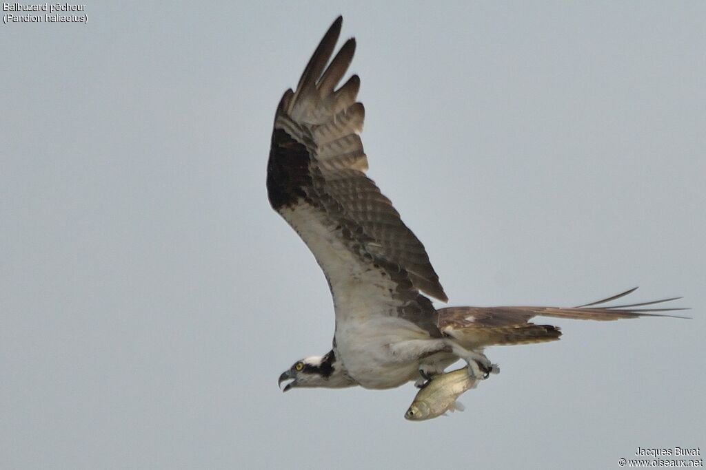 Western Ospreyadult