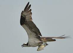 Western Osprey