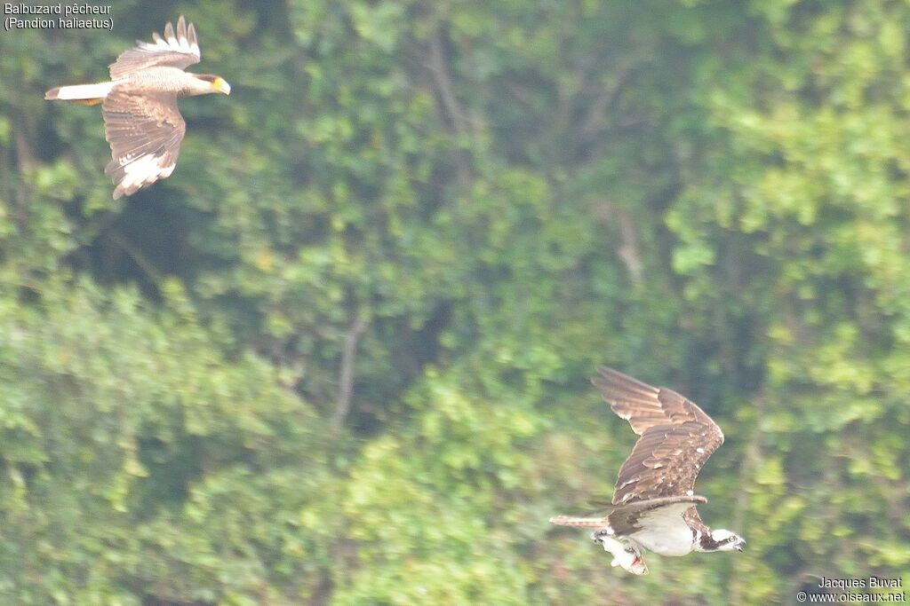 Western Ospreyadult, identification, Flight, feeding habits, Behaviour