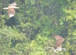 Western Osprey