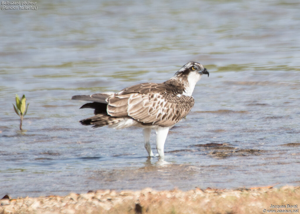 Balbuzard pêcheurjuvénile