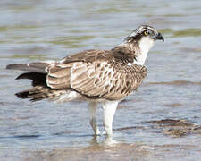 Western Osprey